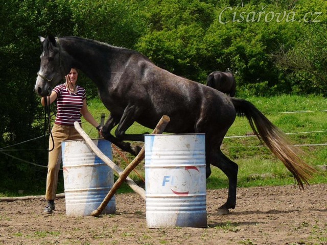 Kasira při práci ze země - skok pře překážku