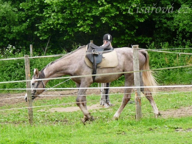 Dukát na lonži se chambonem