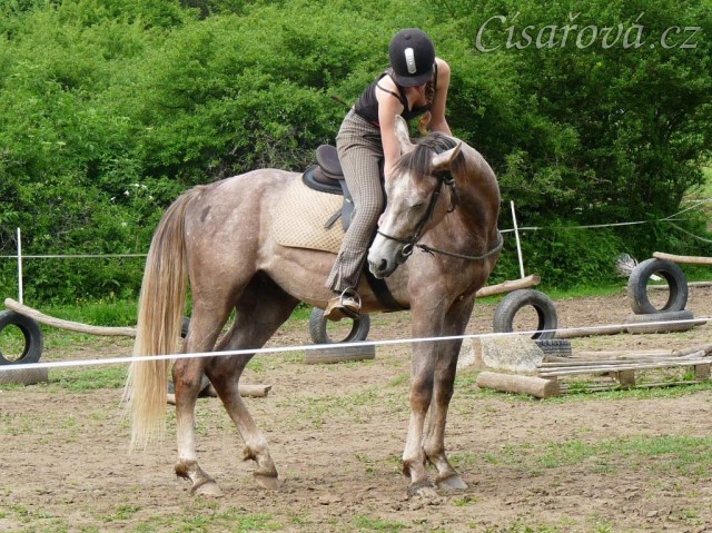Dukát při práci na jízdárně - odměna:-)