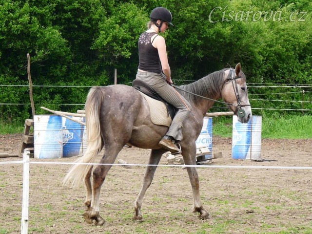 Dukát při práci na jízdárně - ohnutí na kruhu v kroku