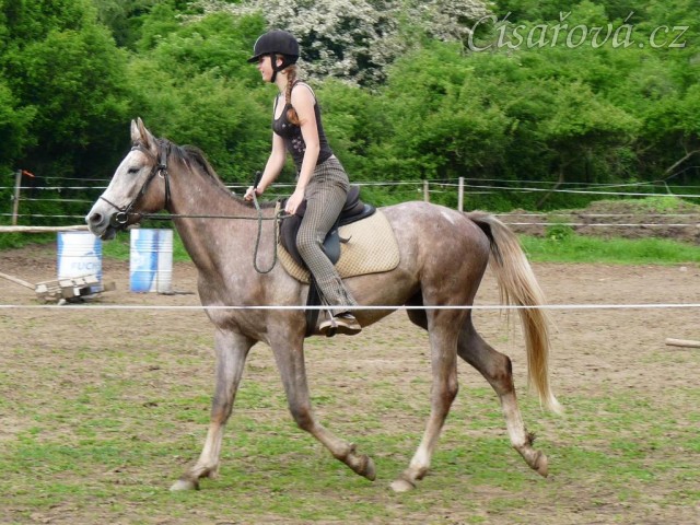 Dukát při práci na jízdárně - klus