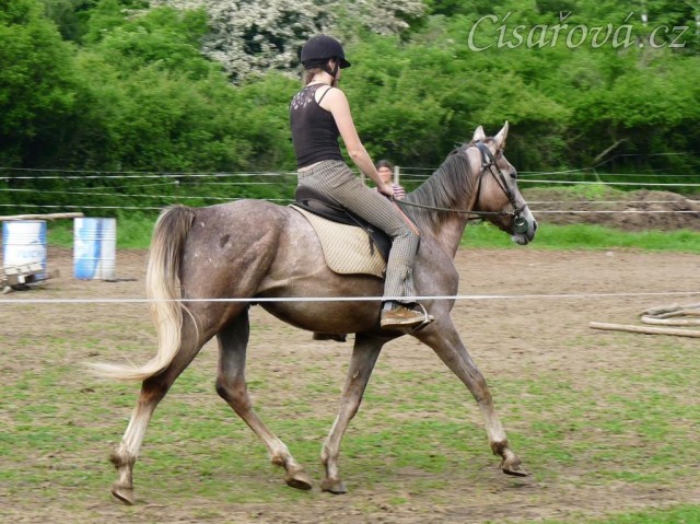 Dukát při práci na jízdárně - klus