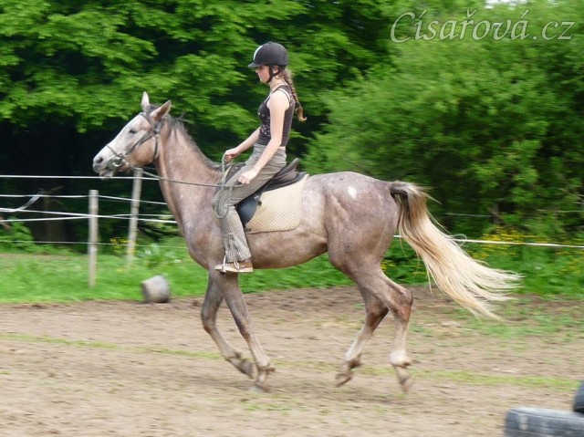 Dukát při práci na jízdárně - cval