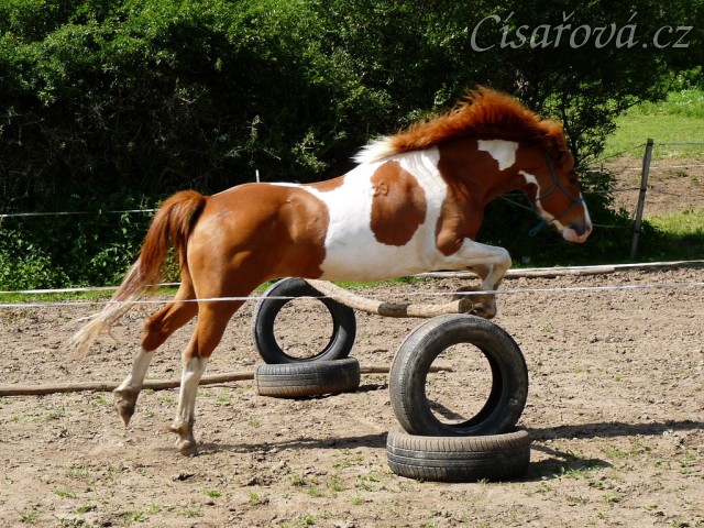 Mikey skáče ve volnosti