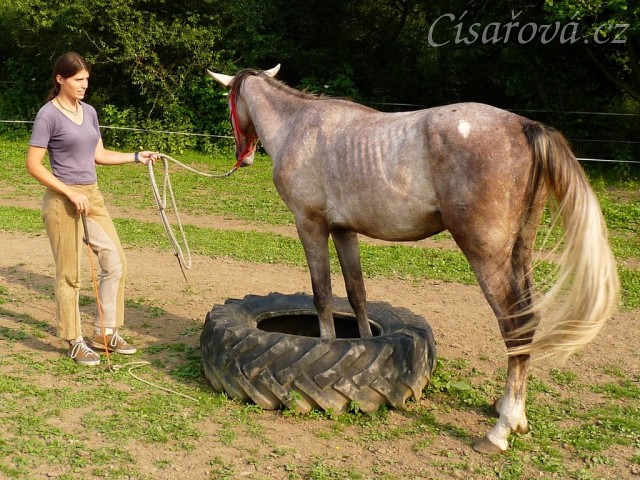 Dukát při práci ze země - přední hony v pneumatice