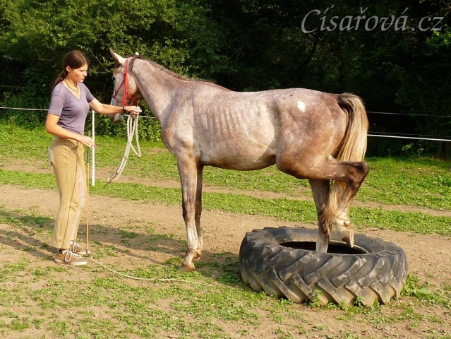 Dukát při práci ze země - umí tam dát i zadní nohy:-)