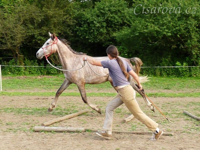 Dukát při práci ze země - klusání přes kavalety