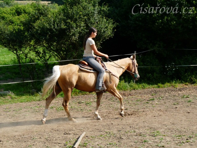 Jacs při ježdění na jízdárně - krok