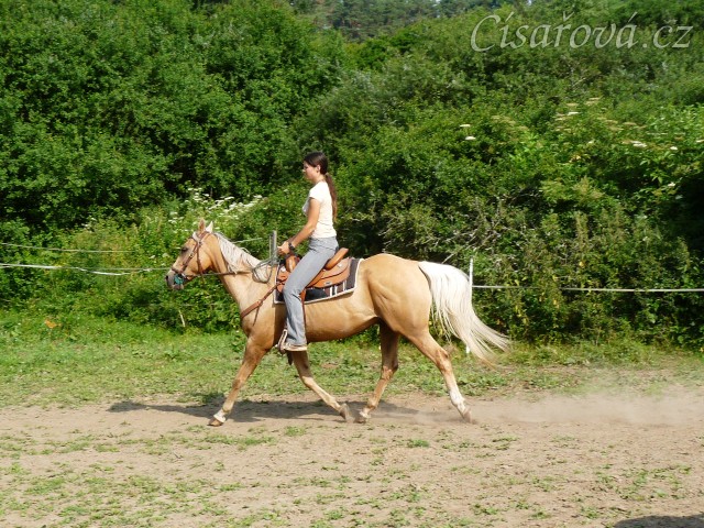 Jacs při ježdění na jízdárně - klus