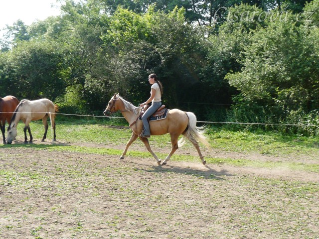 Jacs při ježdění na jízdárně - klus