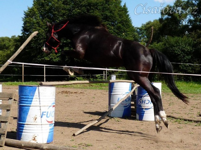 Léto 2009, Grant rád skákal a řady ve volnosti pro něj nebyly problém