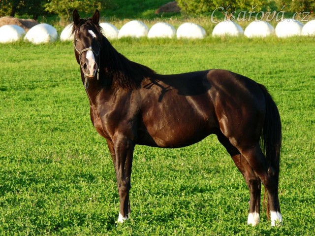 Léto 2009, Grant na volno na vyjížďce