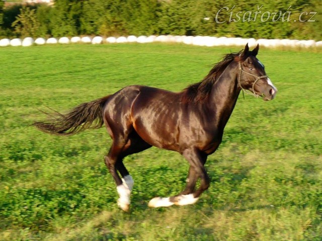 Léto 2009, Grant na volno na vyjížďce