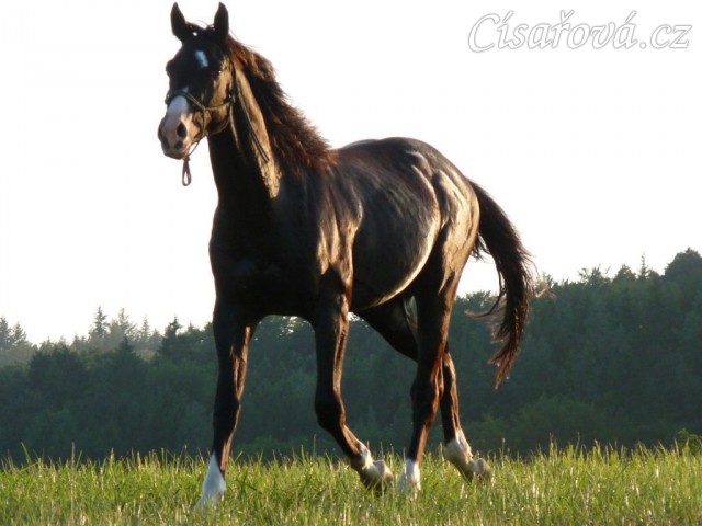 Léto 2009, Grant na volno na vyjížďce