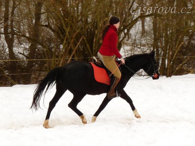 Únor 2010, Grant svižně kluše po jízdárně