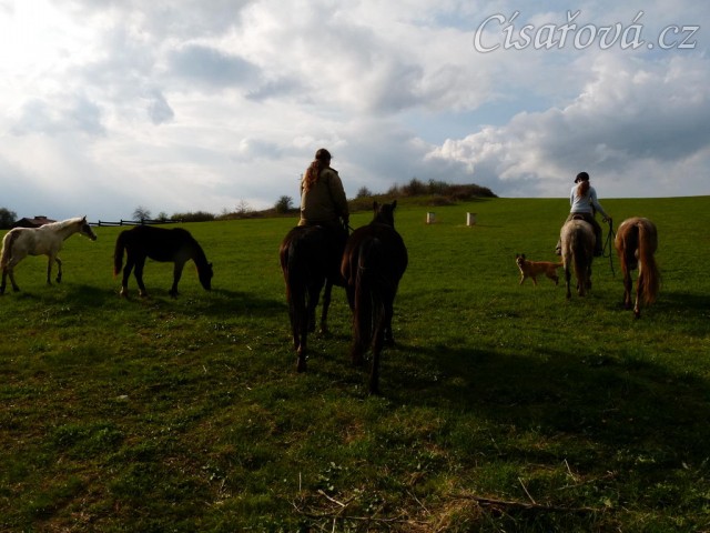 Květen 2010, odvádění stáda hřebců na pastviny, Grant neměl problémy s voděním dalších koní