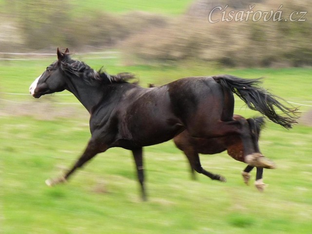 Květen 2010, Grant po vypuštění na pastvu, ta rychlost:-)