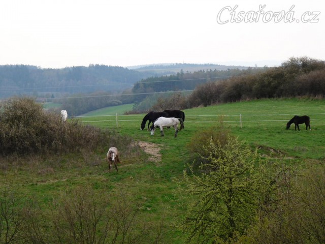 Květen 2010, stádo hřebců na pastvině
