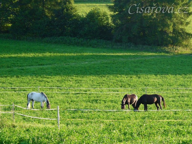 Červenec 2010, bohaté pastviny v Čeleticích