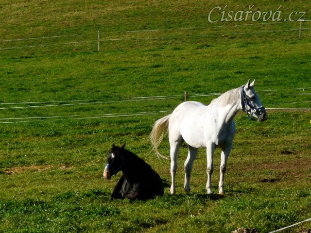 Říjen 2010, Grant a jeho nová spolubydlící na pastvině