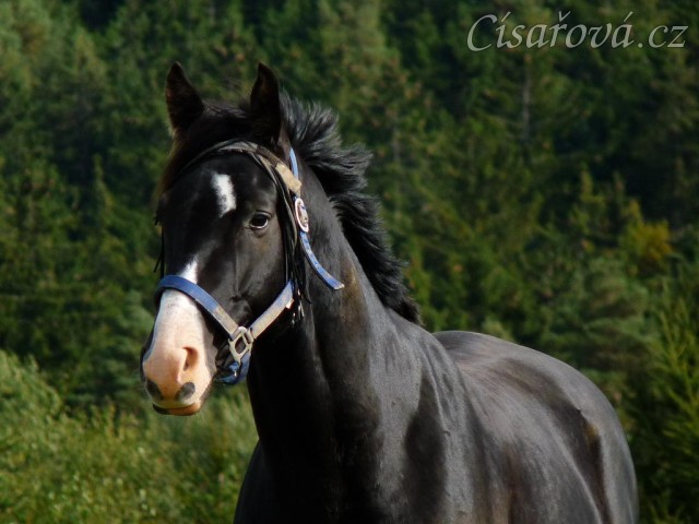 Říjen 2010, Grant na pastvině