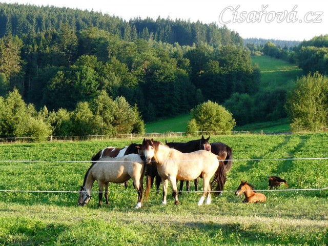 Červenec 2010, stádo na nové pastvině, hříbata odpočívají