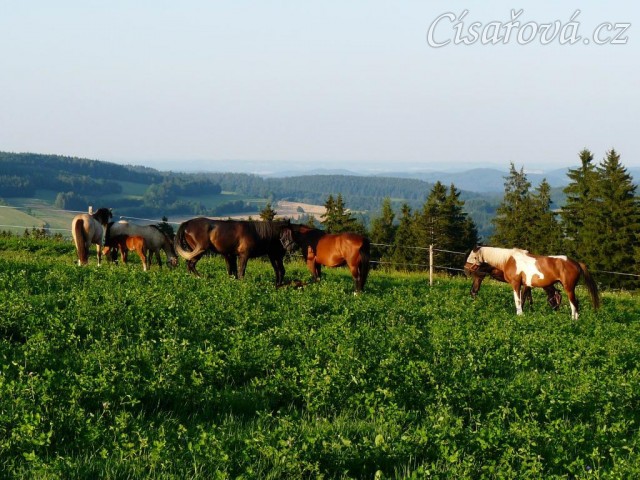 Červenec 2010, stádo na nové pastvině
