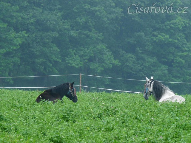 Červenec 2010, kluci odpočívají
