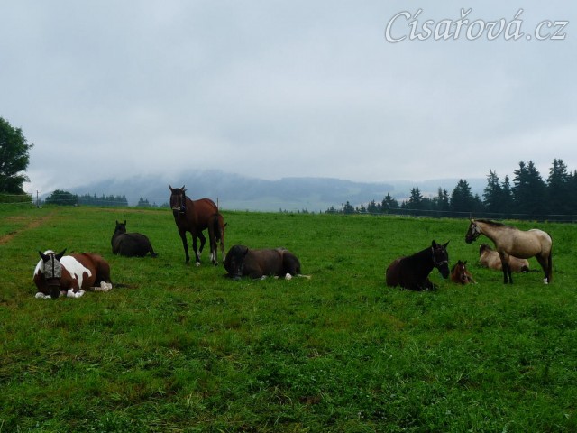 Červenec 2010, stádo odpočívá