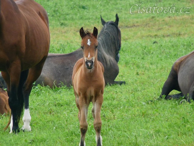 Červenec 2010, koně spí, ale hříbě je zvědavé:-)