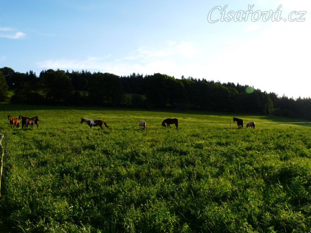 Červenec 2010, stádo na nové pastvině