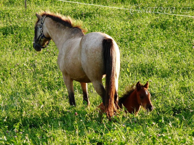 Červenec 2010, Greisy a Gimli odpočívají