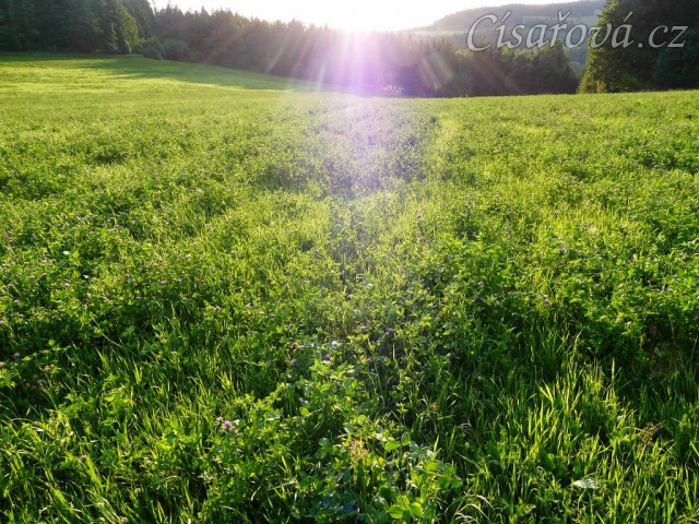 Červenec 2010, tohle všechno musí koně do podzimu spást:-)