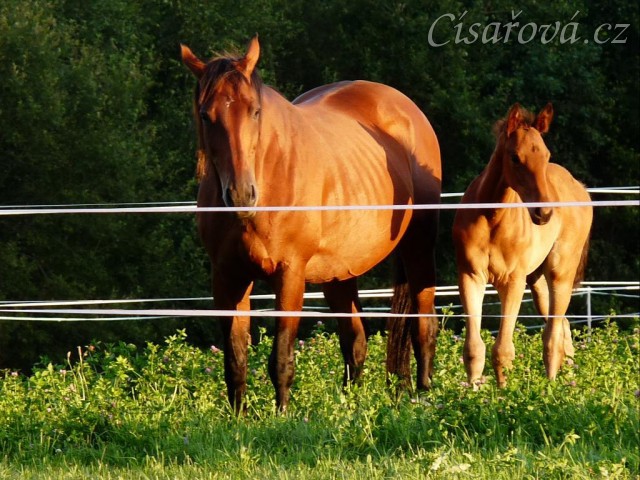 Červenec 2010, Agáta a hříbě Ascara
