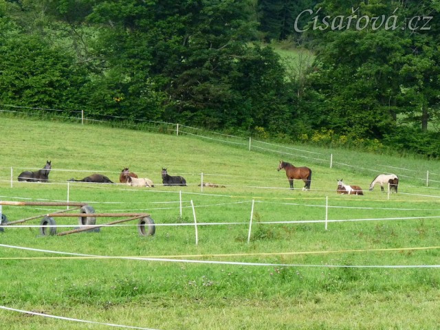Srpen 2010, stádo má polední siestu:-)