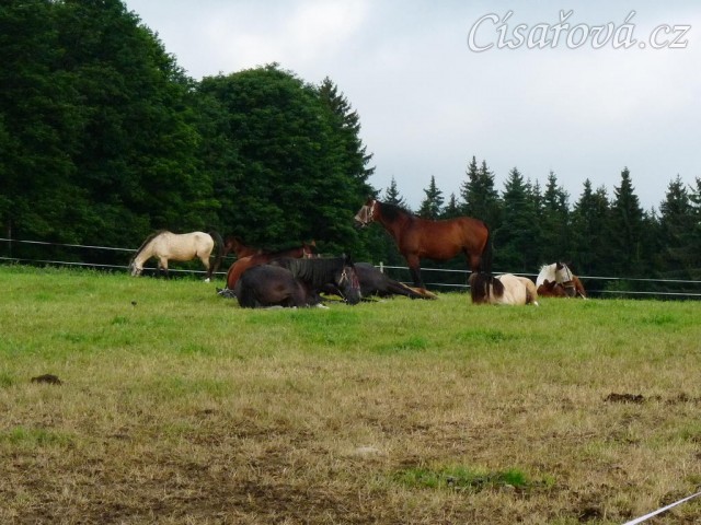 Srpen 2010, stádo má polední siestu:-)