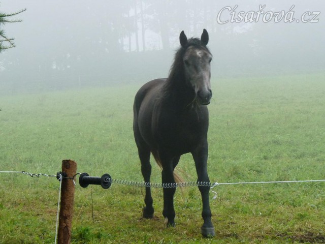 Srpen 2010, Rybíz v mlze