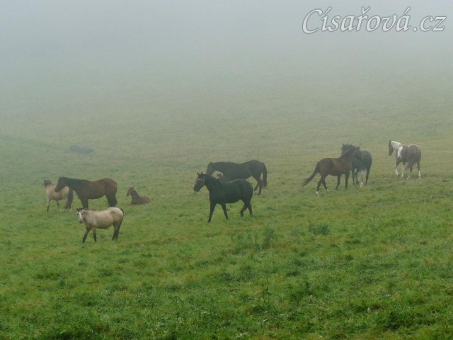 Srpen 2010, stádo v mlze