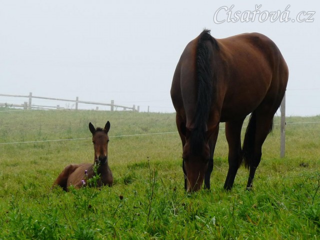 Srpen 2010, Ascara odpočívá vedle Chuezcy