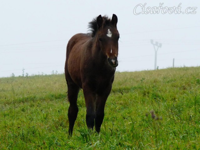 Srpen 2010, zvědavý Gimli