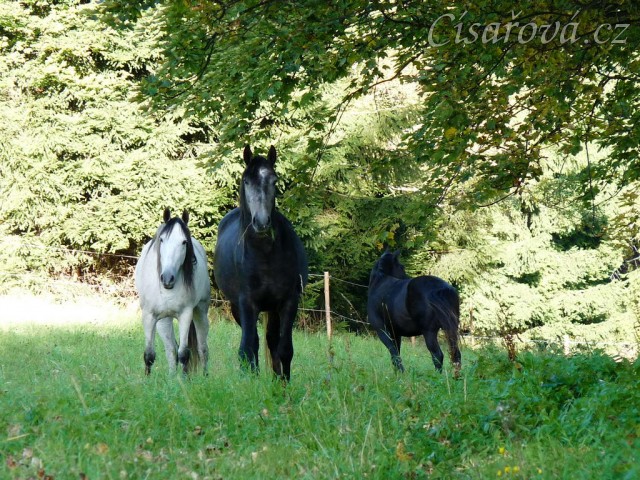 Srpen 2010, hřebci koukají, co jim neseme:-)