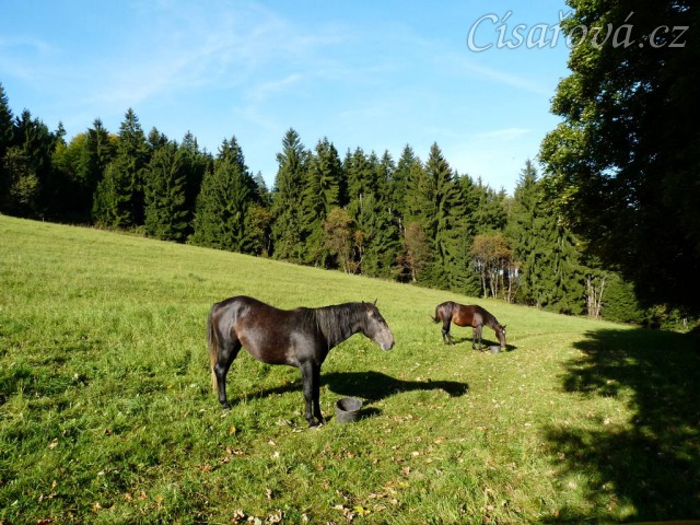 Srpen 2010, krmení jádrem na pastvině