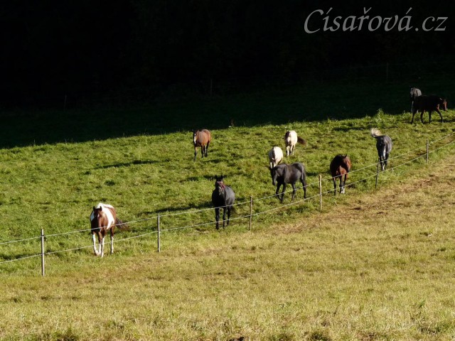 Srpen 2010, stádo je voláno na krmení jádrem