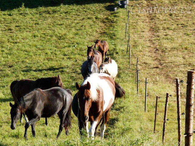Srpen 2010, stádo je voláno na krmení jádrem