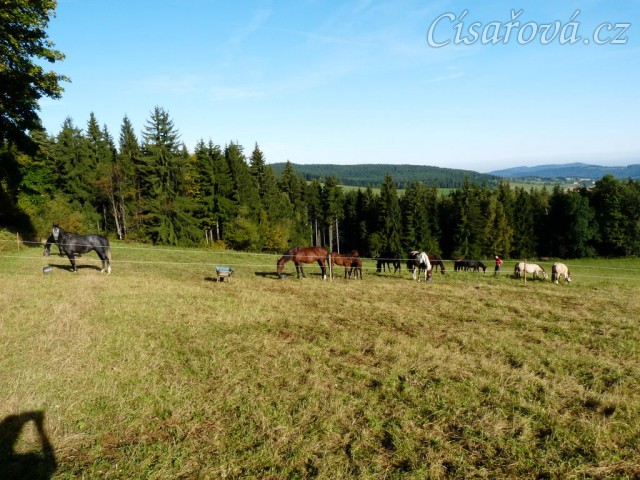 Srpen 2010, stádo a krmení jádrem