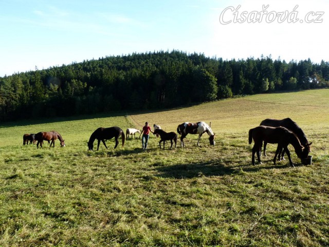 Srpen 2010, stádo a krmení jádrem, musí se hlídat, aby si to navzájem nesnědli...