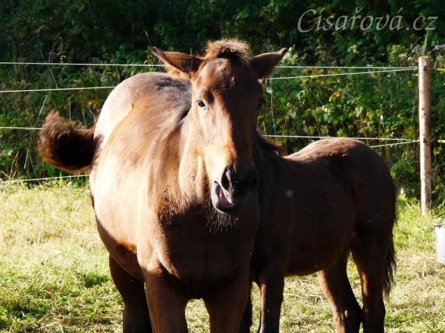 Srpen 2010, Ascara a Gimli