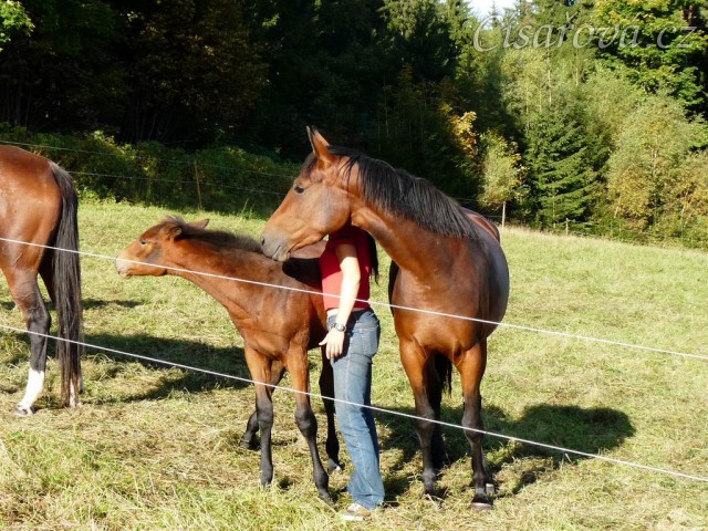 Srpen 2010, Ascara a Chuezca, drbání je labuž:-)