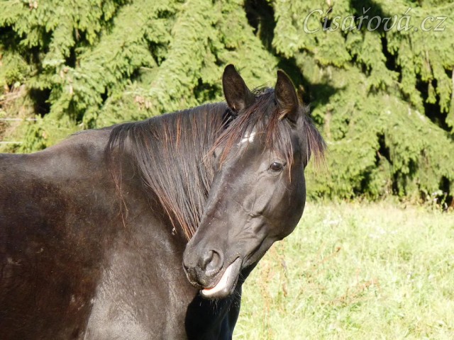 Srpen 2010, Arwen po jídle...