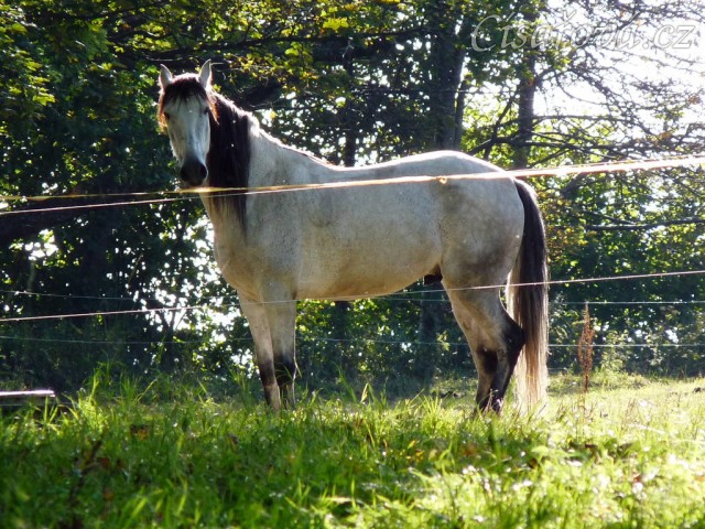 Srpen 2010, Divík už dojedl